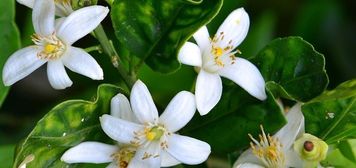 Neroli helps eliminate spider veins